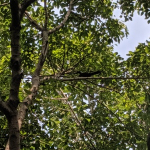 IMG_20190707_152200.jpg